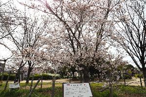 ずがいけのさとがえりさくら