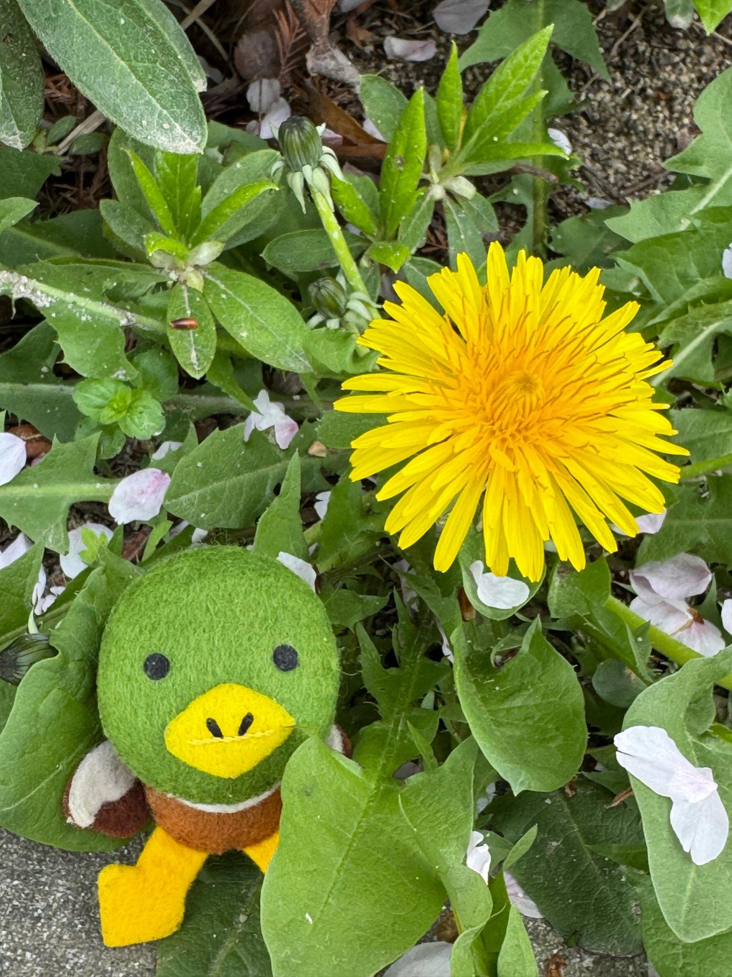 瑞ケ池公園タンポポとたみまる