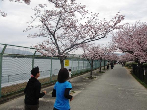桜の名所をランニング