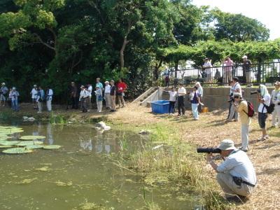 オニバスの観察会