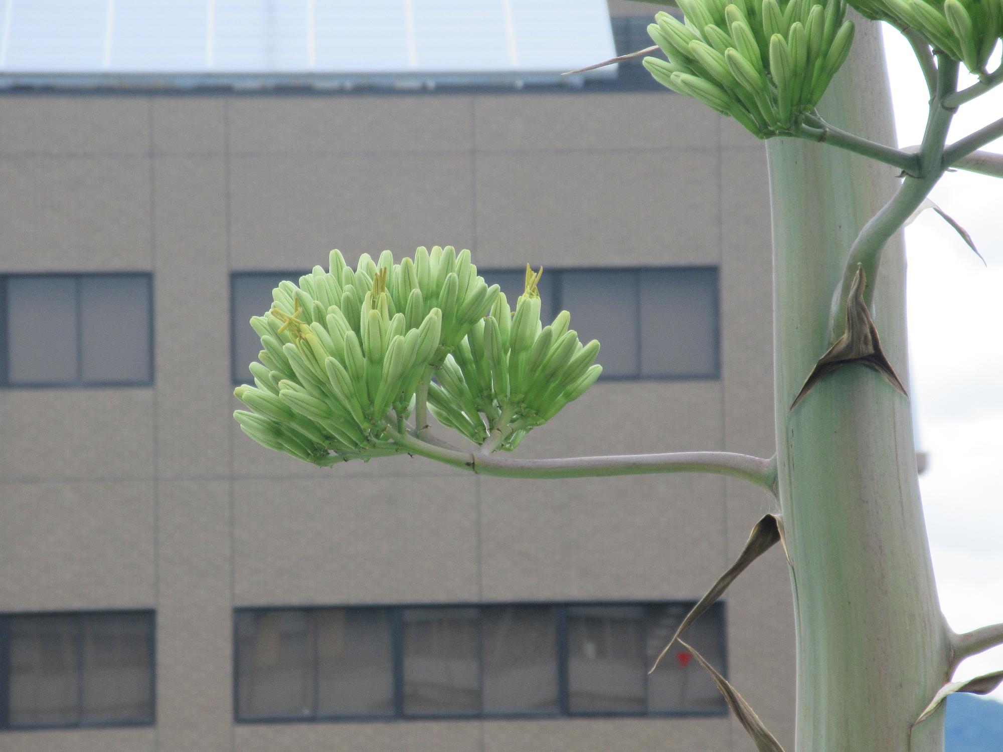 アオノリュウゼツラン（7月14日現在）