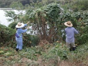 アレチウリの除草