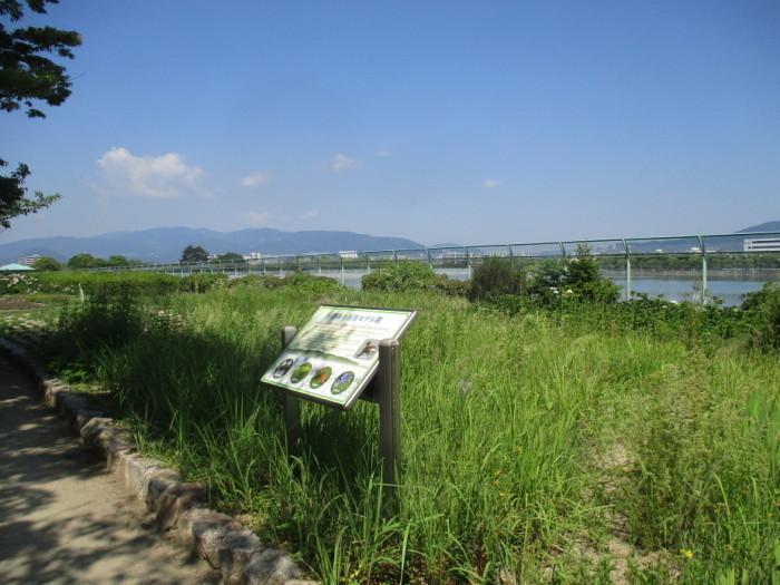 瑞ケ池公園内「猪名の笹原モデル園」