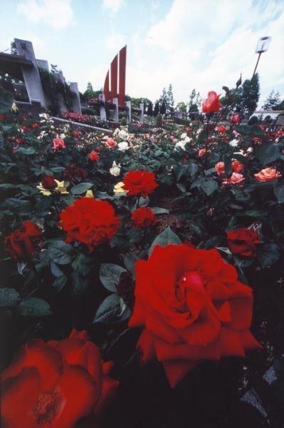 写真： バラは満開（荒牧バラ公園）