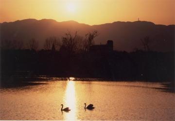 写真： 昆陽池公園夕景